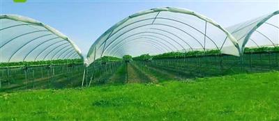 金乡县国家现代农业园大蒜绿色标准化种植基地服务中心室外配套设施建设